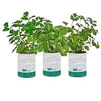 New Kitchen Garden Complete Herb Kit Variety Pack of Basil, Mint, and Cilantro Seeds