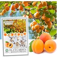 Apricot Tree Seeds - 3 Seeds Per Packet - Isla's Garden Seeds, Non GMO & Heirloom Seeds, Botanical Name: Prunis Armeniaca, Great Home Garden Gift, Fruit Producing Tree