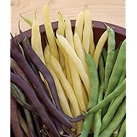 Three Color Blend Bush Bean Seeds 2 ounces of seed