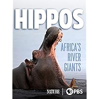 Hippos: Africa’s River Giants