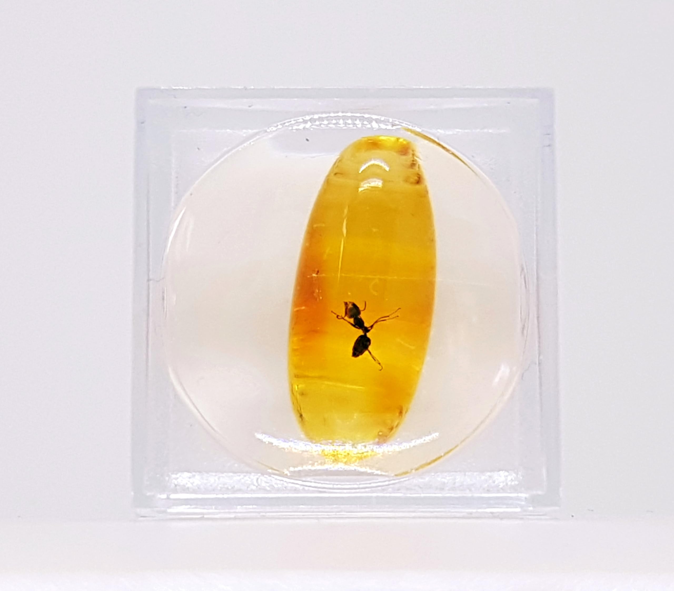 AMBERMILANA Natural Fossil Baltic Amber with Insect Inclusion in Magnifying Box/Beautiful Museum Grade/Certified Genuine Baltic Amber