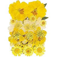 Natural Dried Flowers Mixed Multi-Color Pressed Flower Mini Rose Hydrangea Daisy for Art Craft DIY Resin Nail Art Floral Decors (Yellow)