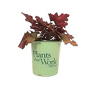 Premier Plant Solutions 17754 Plants That Work Coral Bells (Heuchera) Peach Flambe, 19cm