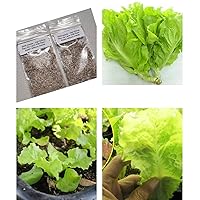 2 Bags of 3000 Seeds Vietnamese Lettuce Very Easy to Grow Very Productive All Seasons xà lách Việt NAM The Most Favorite Lettuce Asian Ship from NJ USA Diaspora Asian Seeds