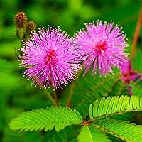1000+ Sensitive Plant Seeds/Mimosa-Perennia - Open Pollinated - Touch-Me-Not Dwarf Non GMO Vegetable for Planting