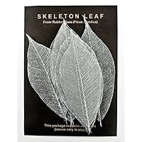 Silver Rubber Leaf