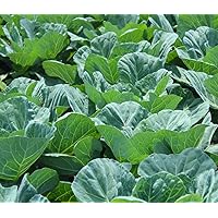 Collard Green Seeds for Planting - Plant & Grow Georgia Southern Collards - Full Planting Instructions to Plant a Home Outdoor Vegetable Garden - Great Gardening Gift, 1 Packet