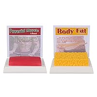 Human Body Fat & Muscle Replica 1 Lb, Keep Fit &Fitness Motivation & Reminder, Human Muscle Fat Model for Nutritionist, Athlete