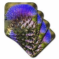 3dRose Artichoke Thistle Blooms, Desert Botanical Garden, Phoenix,... - Coasters (cst-380747-2)