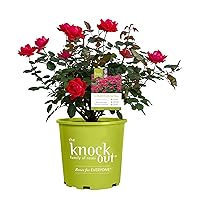 Knockout ' Double Rose, 1 Gallon, Cherry Red