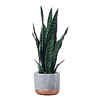 Mikasa Snake Plant in Faux Gray Marble Pot for Bathroom Farmhouse Faux Greenery Tabletop Centerpiece Mantel Office Desk Kitchen Decor, 18 inch