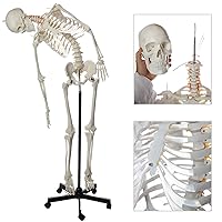 Flexible Life-Size Skeleton Anatomical Model Bundle, 5' 6