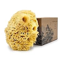 Sea Wool Sponge by Baudelaire 5.5