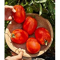 Burpee Exclusive 'SuperSauce' Hybrid, 25 Non-GMO Large Red Sauce & Paste Tomato Variety, Vegetable Seeds for Planting Home Garden