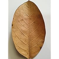 SIRIMAL Exquisite Premium Ceylon Jackfruit Leaves (Pack of 25) - Ideal for Culinary and Decorative Uses - Handpicked Quality Straight from the Tropics.