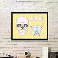 Human Skeleton Illustrations Skull Ribs Art Painting Photo Frame Display Decor Giftation Wall Decor Gift