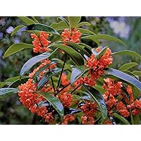 Red Flowering Fragrant Tea Olive (Osmanthus) - Live Plant - Trade Gallon Pot