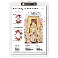 Tooth and Mouth Dry Erase Clipboard Two Sided for Dentist, Oral Hygienist, Dental Students