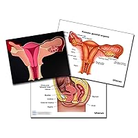 Woman,s Health (Uterus Model)