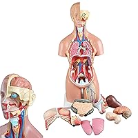 Teaching Model,55Cm Torso Anatomical Model Can Be Detached 21Pcs Male and Female Reproductive Organs Anatomy Human Organs with Internal Organs Model Medical,55cm