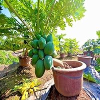 3 Packs Hạt Giống Đu Đủ Lùn Siêu Trái Du Du LUN Ngon Ngọt Dwarf Solo WAIMANALO Tree Seeds (Carica Papaya) Papaya enana semillas de Papaya enana Fast Fruit Houseplant 10+ Seeds per Bag
