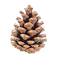 20 Large Pine Cones for Crafts, Unscented Natural Pinecones Crafts Ornament for Decorating, 3 to 4