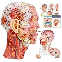 Human Half Head Superficial Neurovascular Musculature Model with Removable Brain, Shows Cranial Cavity Nerve, Life Size Anatomical Head Model Skull Brain for Medical Teaching Learning, Education