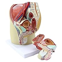 Male Genitourinary System Model, Male Reproductive Organ Pelvic Anatomy Model, Andrology Medicine Teaching and Training Teaching Aids