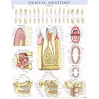 Dental Anatomy Poster (22 x 28 inches) - Laminated: a QuickStudy Reference