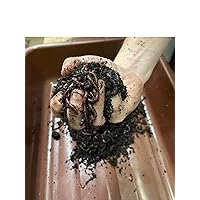 Red Wiggler/Organic/Compost Worms/Live/Eisenia Fetida (10 Worms)