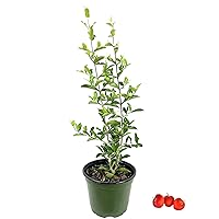 Barbados Cherry Tree - 3 Live Plants in 6 Inch Grower's Pots - Malpighia Emarginata - Edible Fruit Bearing Tree for The Patio and Garden