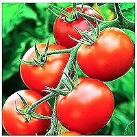 Moneymaker Heirloom Tomato Seeds - Large Tomato - One of The Most Delicious Tomatoes for Home Growing