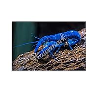 Blue Lobster Rare Crayfish Marine Fresh Water Art Poster Canvas Painting Posters And Prints Wall Art Pictures for Living Room Bedroom Decor 24x16inch(60x40cm) Unframe-style
