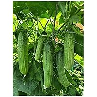 Dua Leo Vietnam/Cucumber 20 Seeds F1 Hybrid Crunchy Sai Trái Dễ Trồng Dưa Leo không cần ong bướm tự thụ phấn Diaspora Asian Seeds