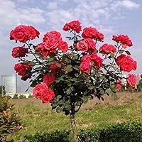  20 Rare Osiria Hybrid Tea Rose Seeds, Exotic Rare Dragon Rose  Flower Seeds Fresh : Patio, Lawn & Garden