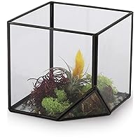 Circleware Terraria Terrarium Clear-Glass with Metal Frame, Home Plant Decor Flower Balcony Display Box and Garden Gifts, 4.13”, Square Black-4.13x4.13