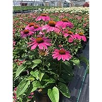 Echinacea 'PowWow Wild Berry' (Coneflower) Perennial, pink flowers, 1 - Size Container