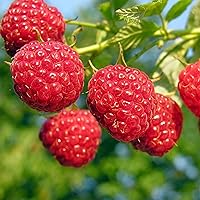 2000+ Delicious Red Raspberry Seeds for Planting - Non-GMO Berry Seed for The Gardener & Rare Seeds