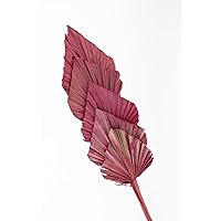 Decorative Dried Palm Spears l Dried palm leaves l natural palm fan (different tinted colors available) l Dried flowers arrangement for Home Decor (15-25in tall, 5 branches per bunch) (Hot Pink)