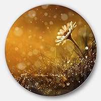 Forest After Rain During Sunset Metal Wall Art-Disc of 11, 11X11-Disc of 11 inch, Gold
