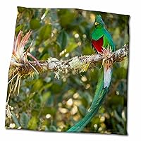 3dRose DanitaDelimont - Costa Rica - Resplendent Quetzal, Costa Rica 4. - Towels (twl-380586-3)
