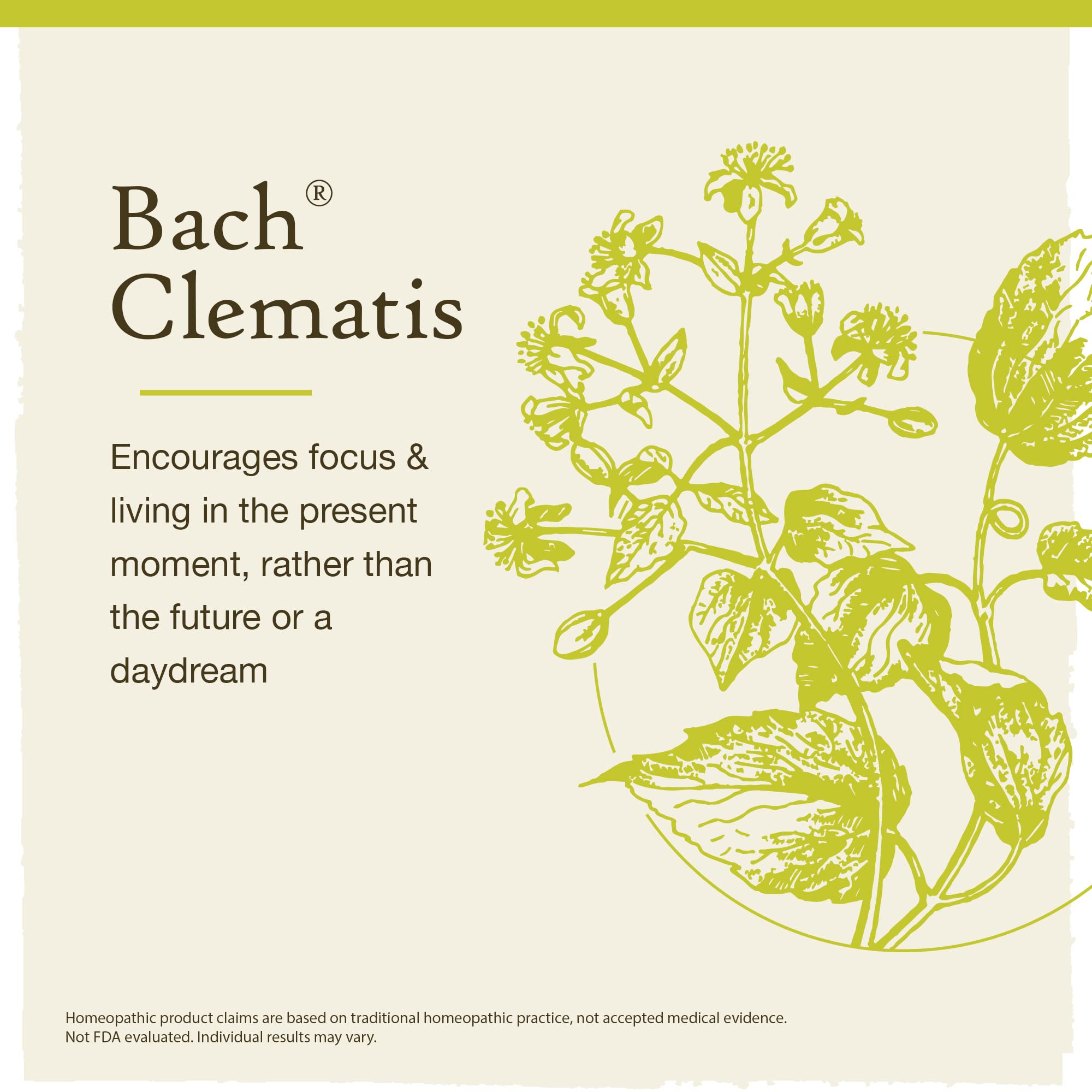 Bach Original Flower Remedies, Clematis for Focus and Concentration (Non-Alcohol Formula), Natural Homeopathic Flower Essence, Holistic Wellness and Stress Relief, Vegan, 10mL Dropper