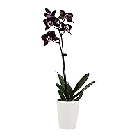 PB103 Orchid, 2.5