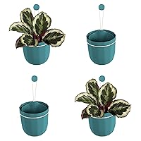 WallyGrow Loop Hanging Wall Planter, Indoor Flowerpot, Hanging Planter for Indoor and Outdoor Planting, Mount on Wall or Ceiling (Teal, 4 Pack)