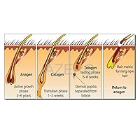 Hair Loss Poster Beauty Salon Treatment Poster Hair Growth Stages Chart Poster Canvas Painting Posters And Prints Wall Art Pictures for Living Room Bedroom Decor 20x40inch(50x100cm) Unframe-style