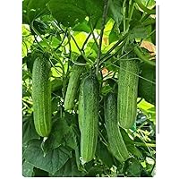 Dua Leo Vietnam/ Cucumber 20 Seeds F1 Hybrid Crunchy Sai Trái Dễ Trồng Dưa Leo tự thụ phấn không cần ong bướm dễ dàng
