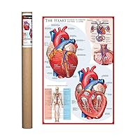 EuroGraphics The Heart Poster, 36 x 24 in