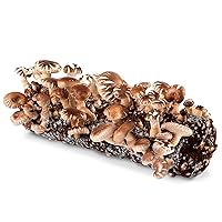 Back to the Roots Organic Shiitake Mushroom Kit; Great Gift; Easy for Beginners, for Indoor Growing