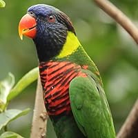 Lory Rainbow Australian Parrot