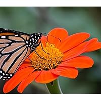 Mexican Sunflower Seeds for Planting – Plant & Grow Heirloom Mexican Sunflowers in Home Outdoor Garden – Planting Instructions for Vibrant Blooms – Great Gardening Gift, 1 Packet